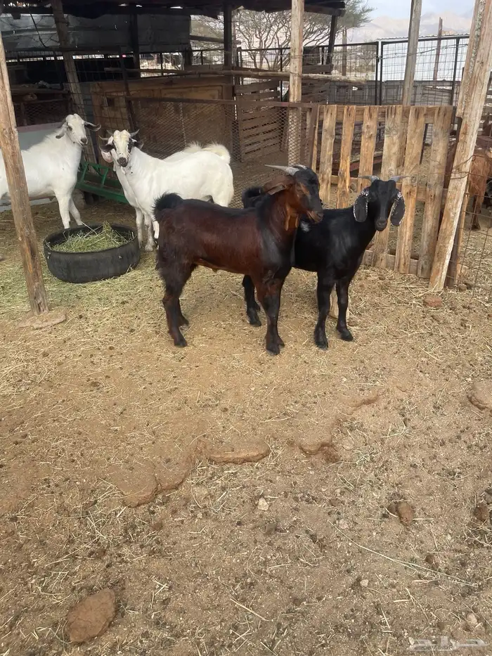 تيوس العدد خمسه 3تيوس مخصاه واثنين مشاريع فحول فل شحم 12