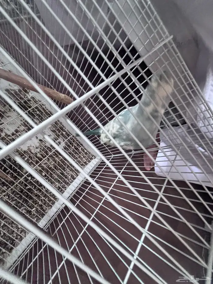 طير دره ذكر نص ولافه 0