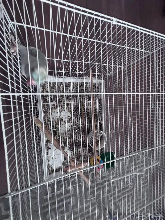 طير دره ذكر نص ولافه 6