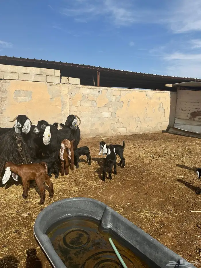 معزاء مطافيل اللبييع 5