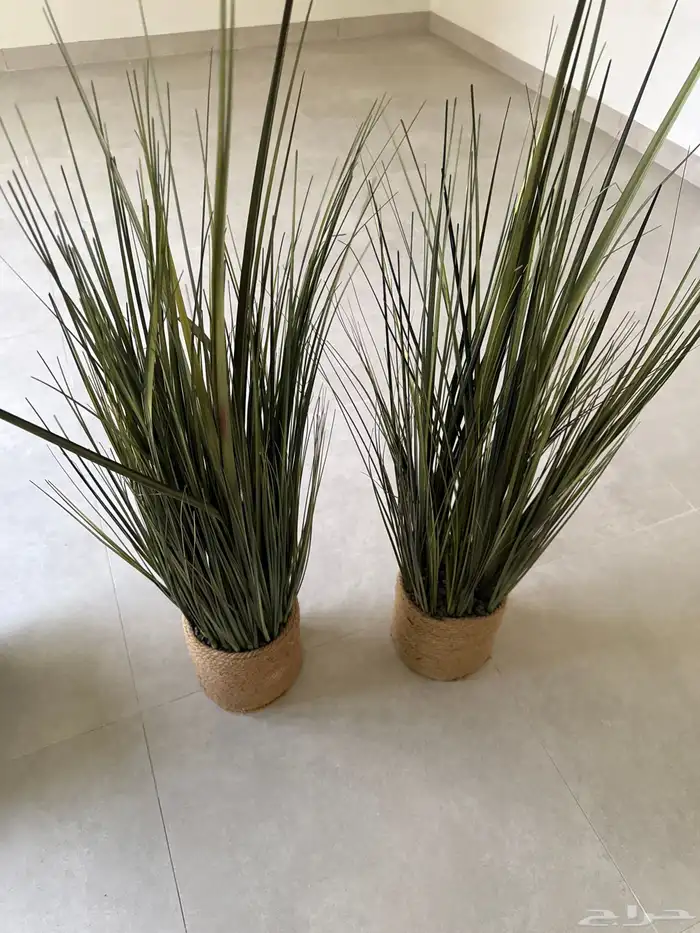 أشجار زينه للبيع العدد 3 1