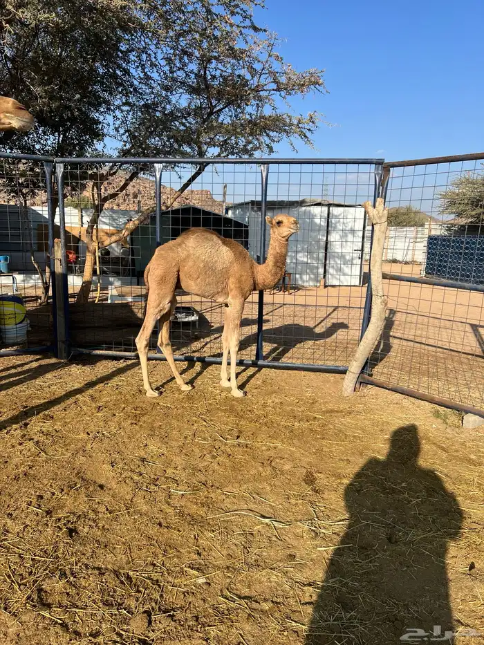 خلفه ساحليه للبيع 3