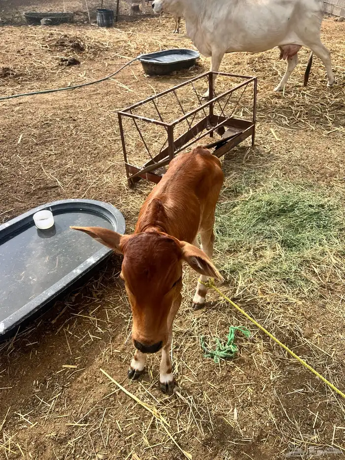 للبيع بقره هي وا ولدها على السوم الشريطي لا اشوفك 5