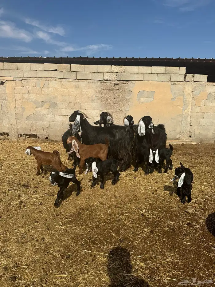 معزاء مطافيل اللبييع 1