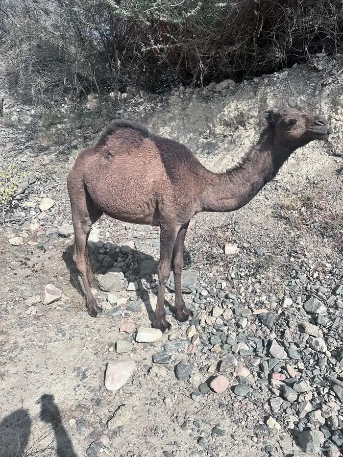 اربع قعدان وبكره للبيع على الربيع 2