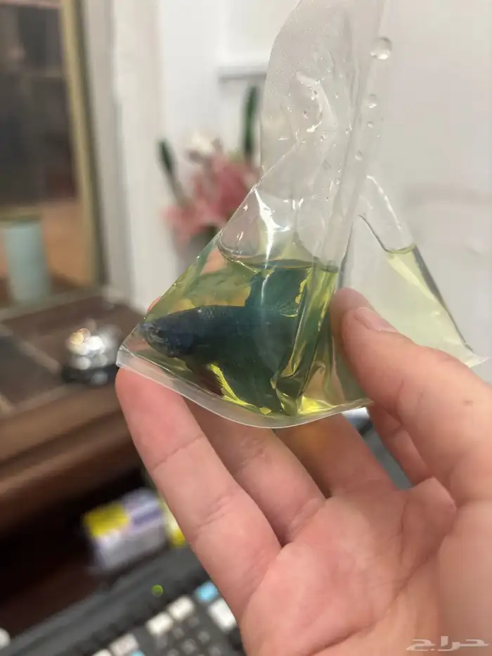 سمكه للبيع 1