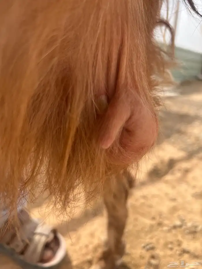 للبيع العنز طيبه 1