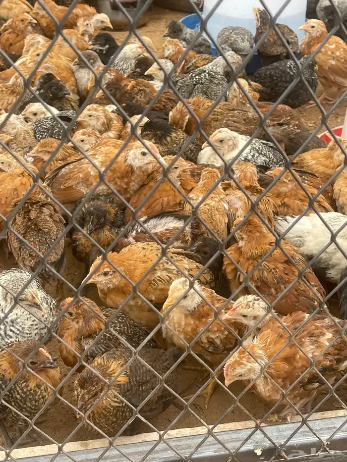 صيصان دجاج 0