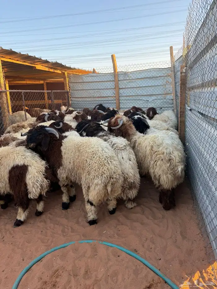 ذبايح نعيمي ذبائح حري سواكني 0