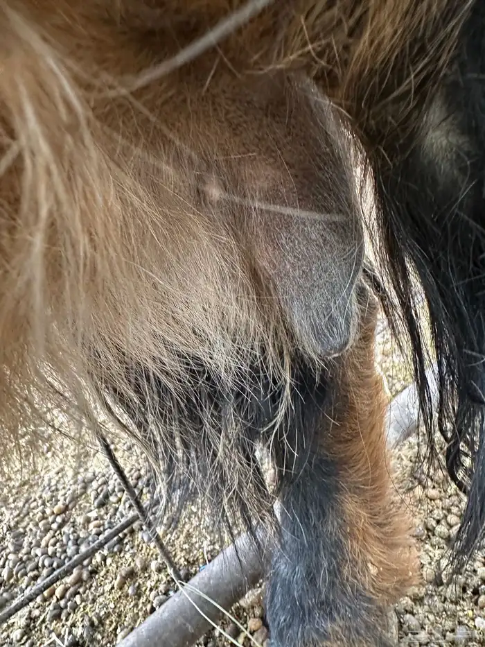 للبيع عنز عارضيه صنف 2