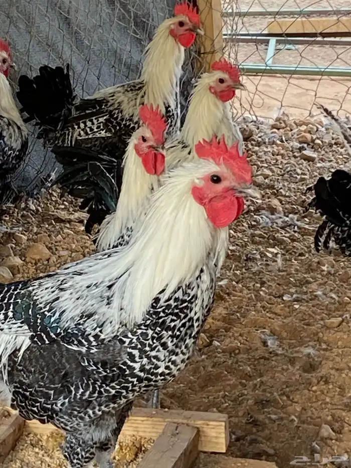 دجاج فيومي بلدي 6