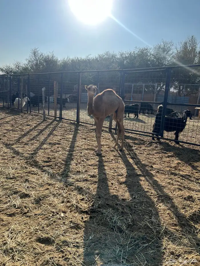 خلفه ساحليه للبيع 0