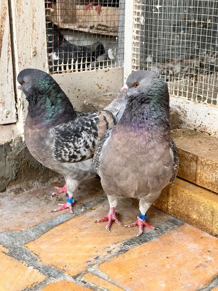 جوز كنق منتج ( رقم الإعلان 3 ) 1