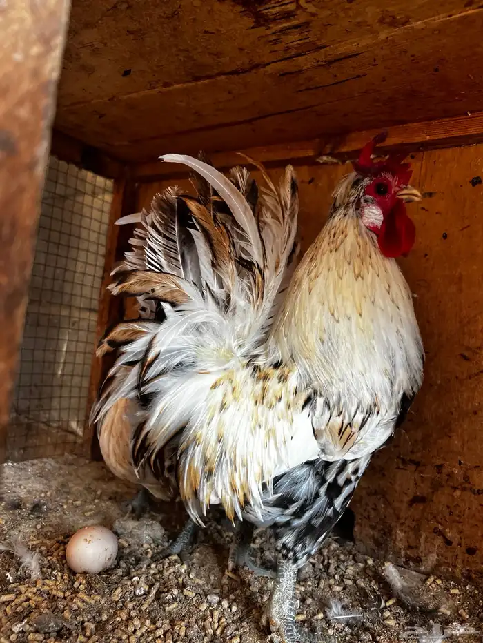 جوز دجاج حباحب لون فخم و مستوى بطل 2