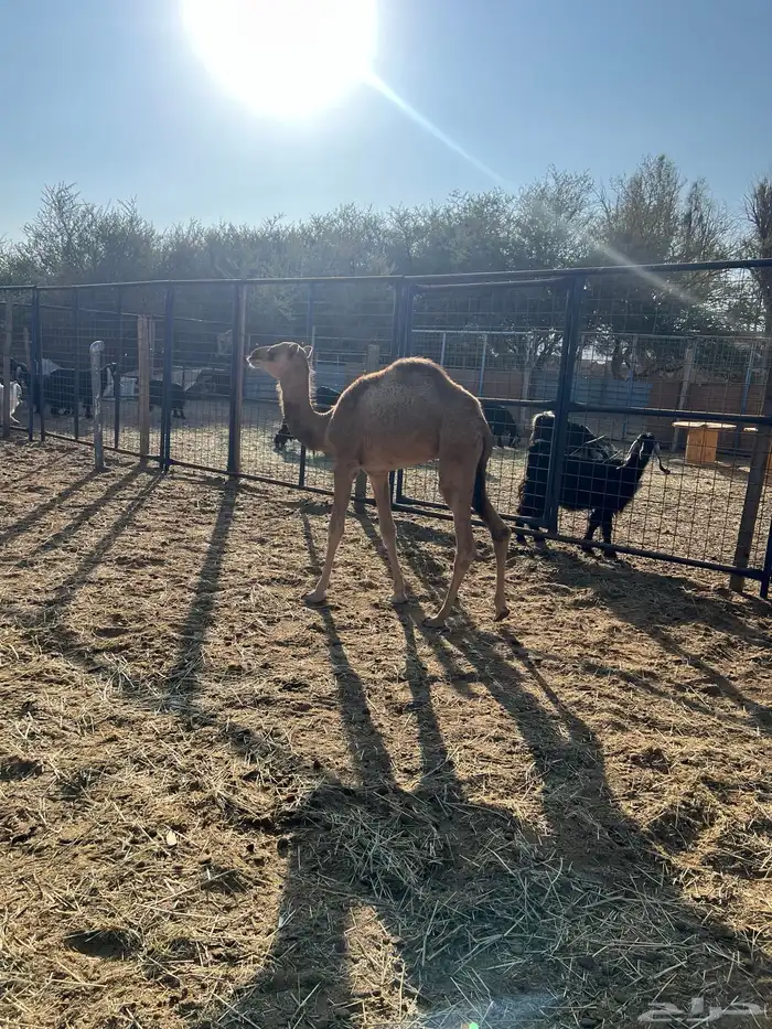 خلفه ساحليه للبيع 1