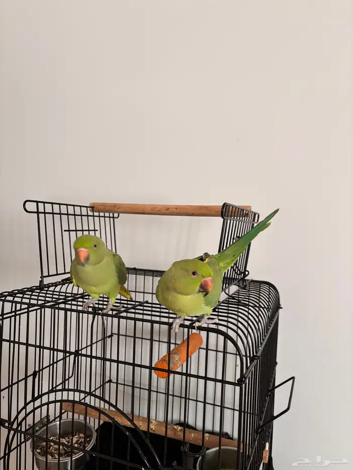 ببغاء درة هندي 3