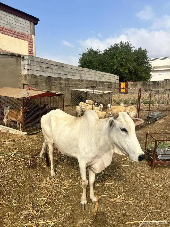 للبيع بقره هي وا ولدها على السوم الشريطي لا اشوفك 3