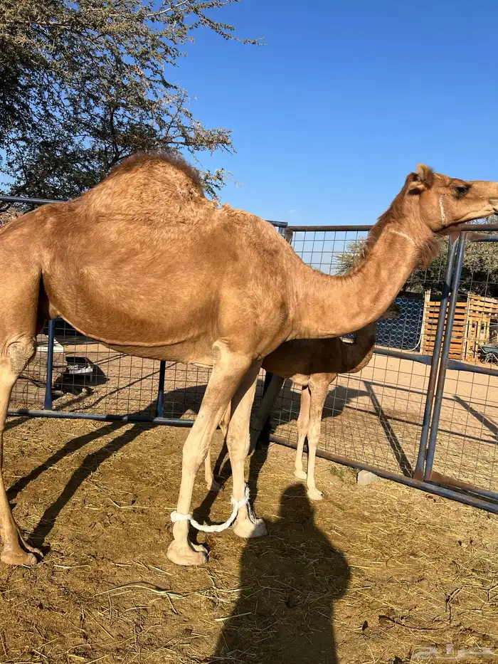 خلفه ساحليه للبيع 5