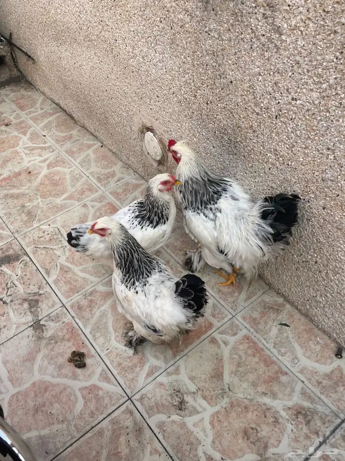 طقم براهما كولمبي 1