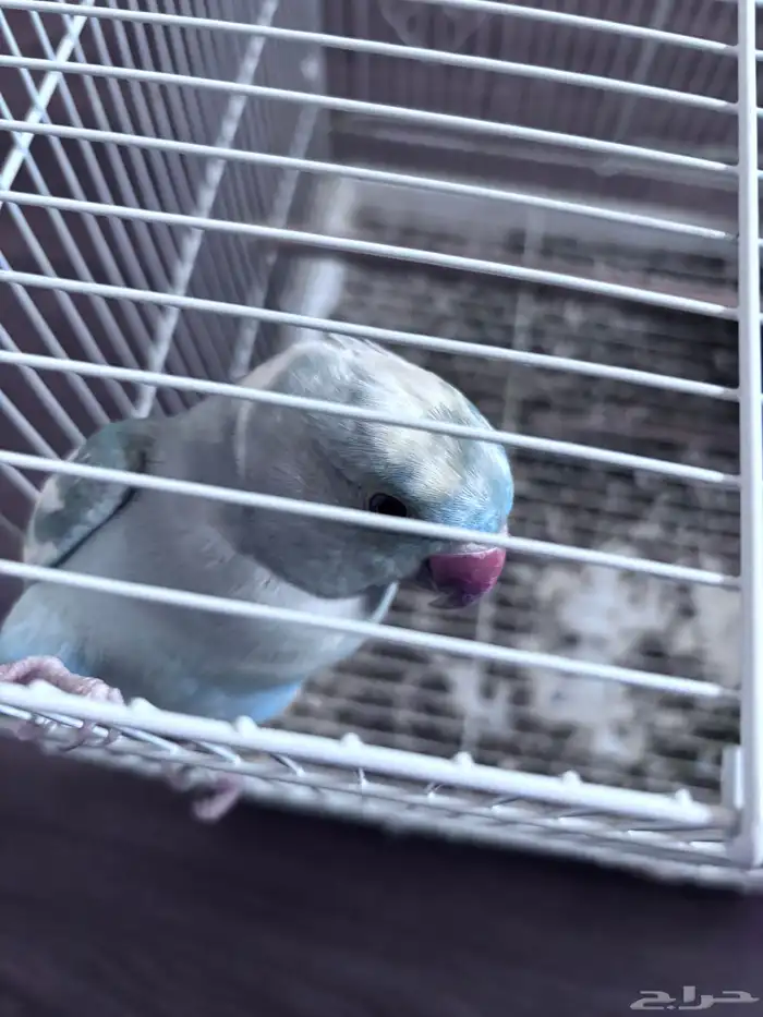 طير دره ذكر نص ولافه 9