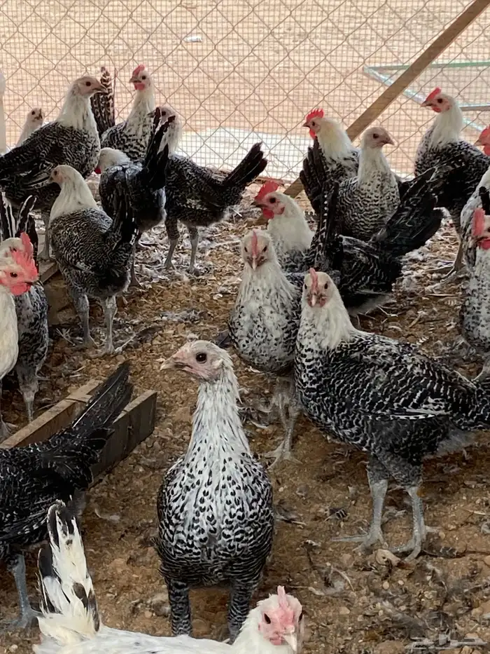 دجاج فيومي بلدي 0