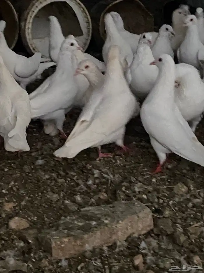 حمام فرنسي سوبر جانبو 4