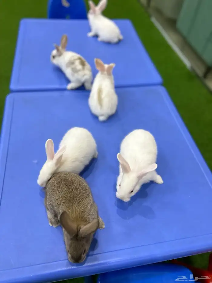 كل الحراج 14