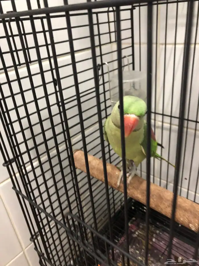 بغبغاء فرخ دورة نيبالي اليف هدهد متكلم 1