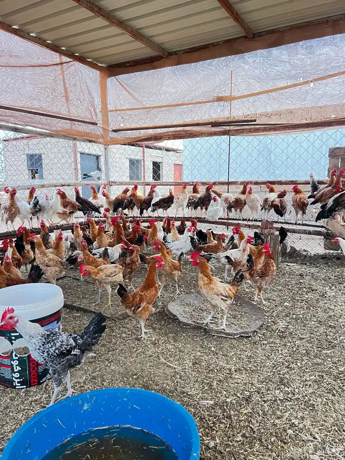 ديوك العمر اكثر من 5 اشهر العدد 110 2