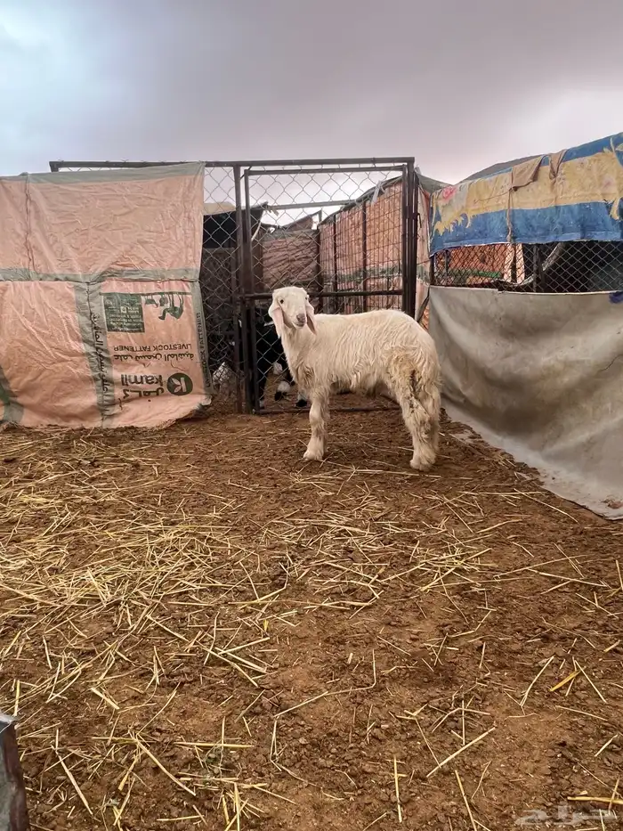 خروف للبيع 2