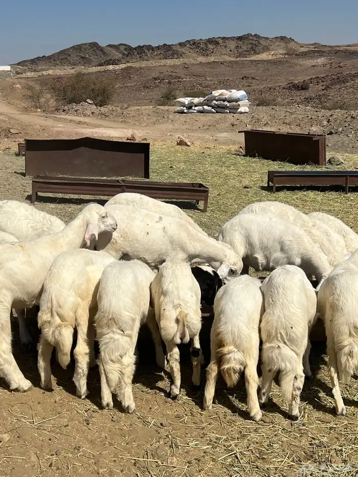 بهم كفو خرفان ورخال 2