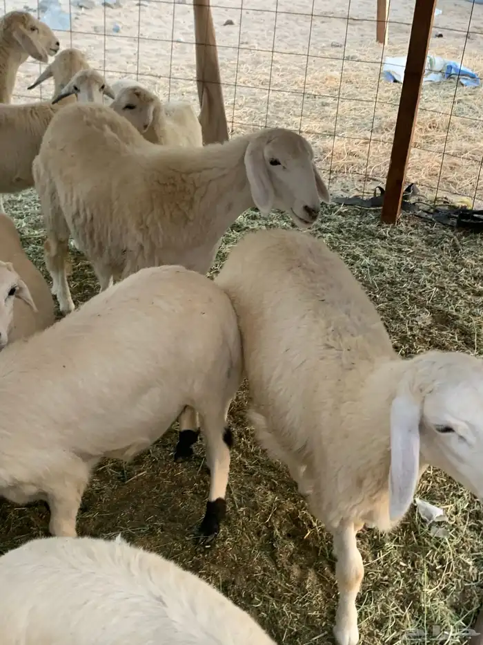 للبيع غنم حريات مواليد 6