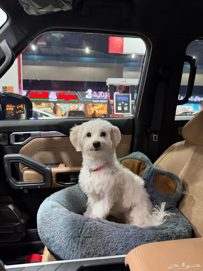 كلب مالتيز انثى 7 شهور 0