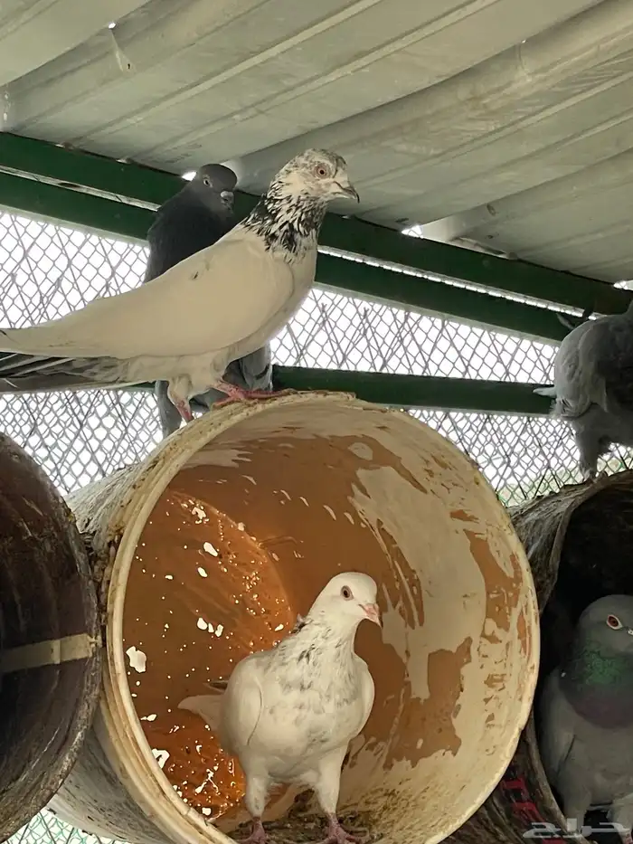 حمام هندي للبيع 1