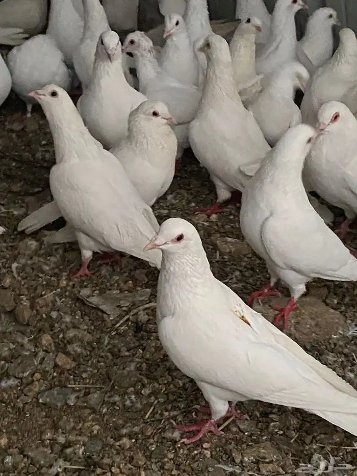 حمام فرنسي سوبر جانبو 11