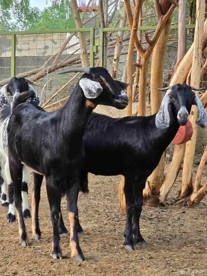 جفار معزا بيشيه جذعات 5