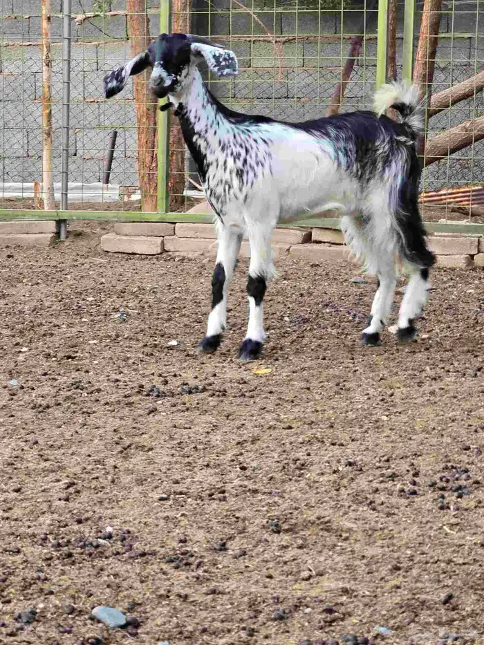 جفار معزا بيشيه جذعات 1