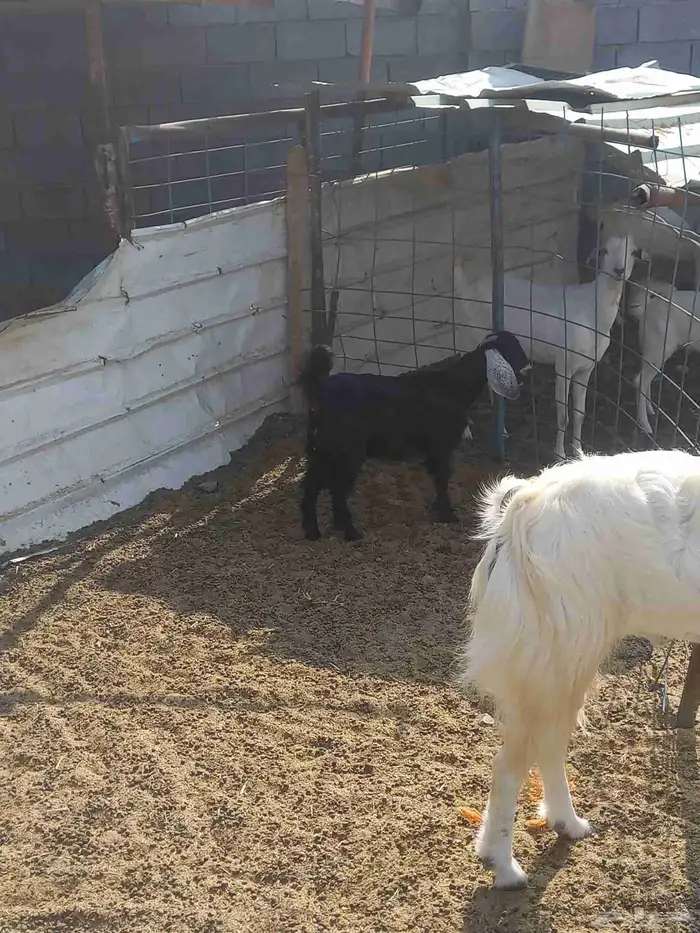 جفره عارضيه ذبيحه 2