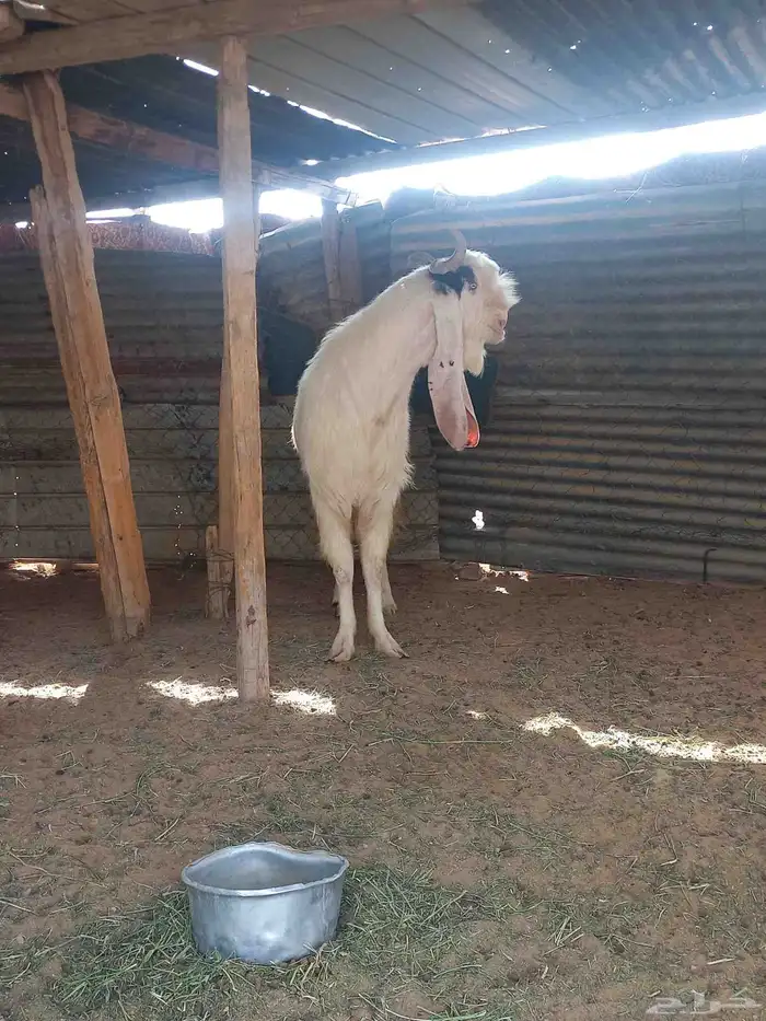 تيس جرم حصار ارتفاع قوي 4