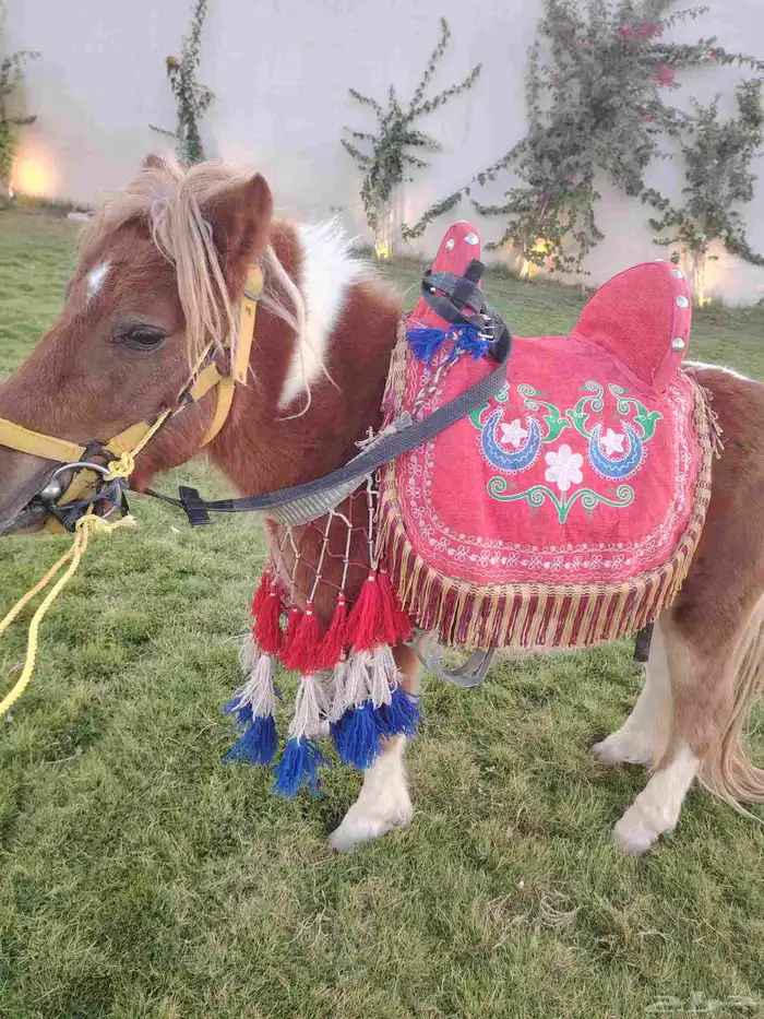 نقدم لكم تاجير خيول وجمال للرحلات والحفلات والمناسبات 5