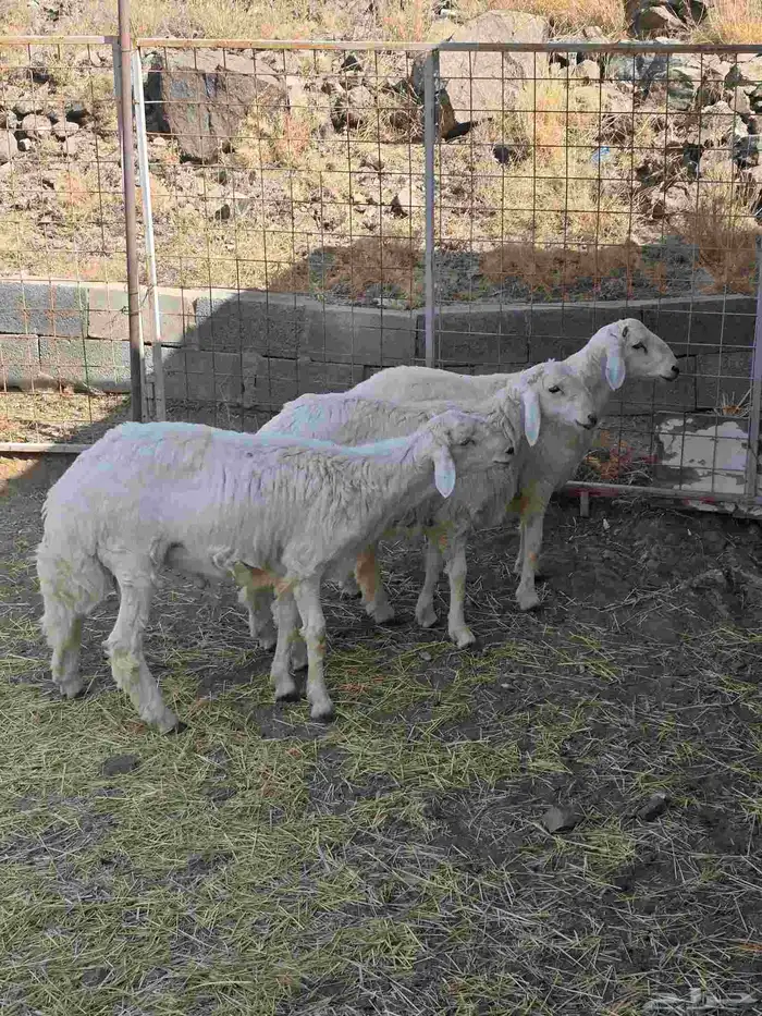 طليان حرية مع التوصيل 2