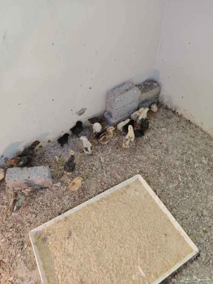 للبيع طيور دجاج 1