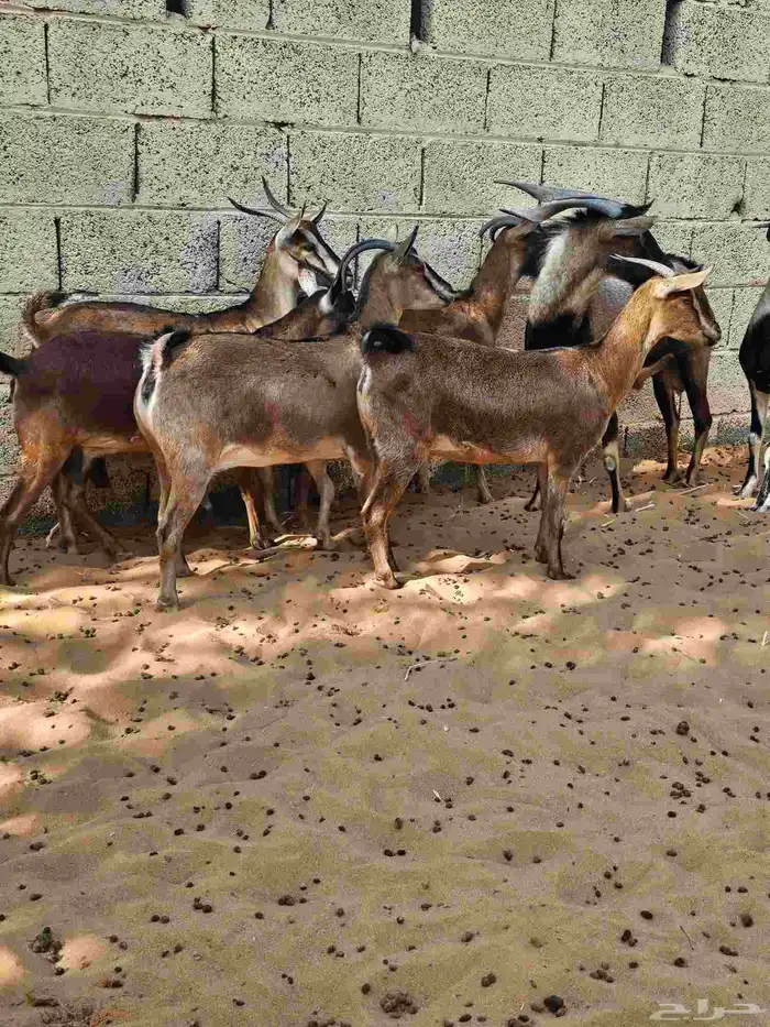 للبيع ماعز يمني لون الصيد العدد 7 5