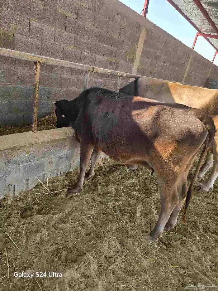 بقرة جرسية اول بطن 1