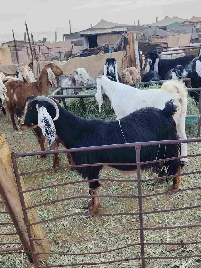 معزا دفيع العدد 18 فيه 7 جدعات 0