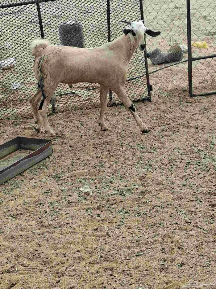 مشروع فحل بيشي 2