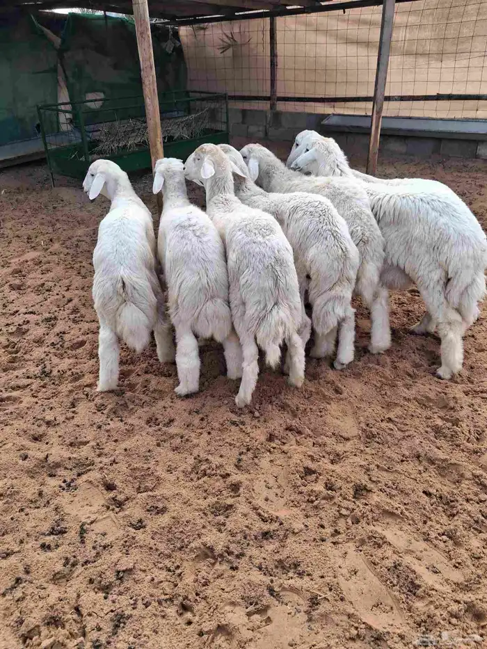 للبيع حرى خرفان عدد7 العمر فوق 5شهور 1