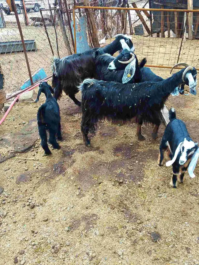 معزا للبيع 0