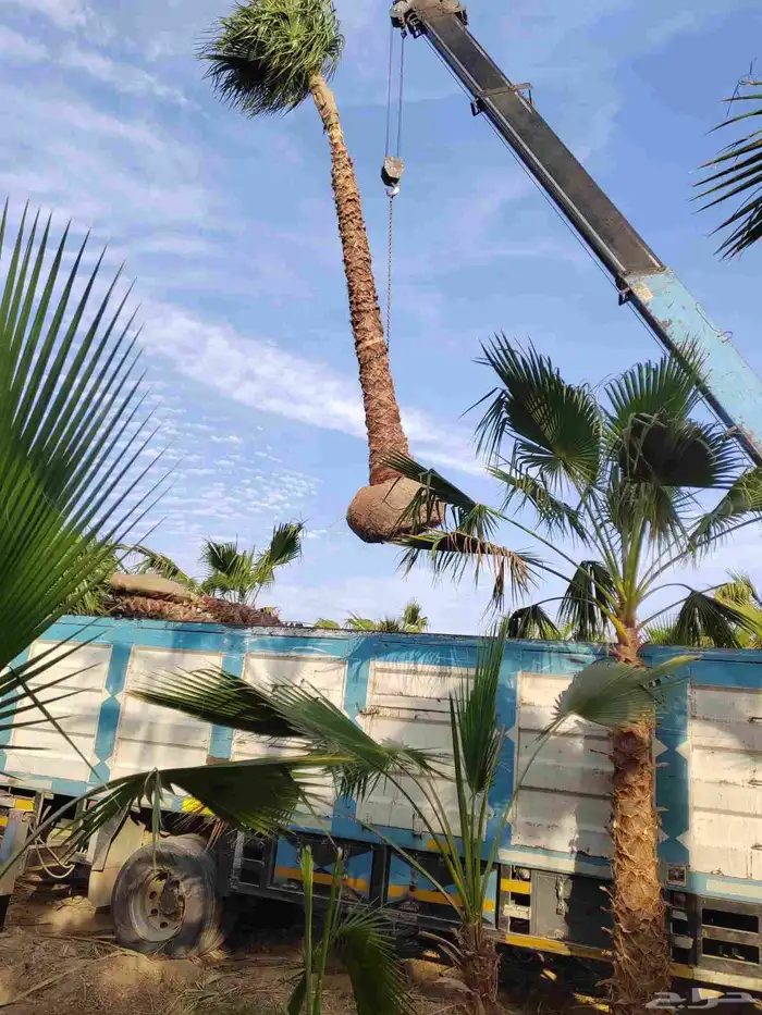 نخل واشنطني زينه للبيع 1