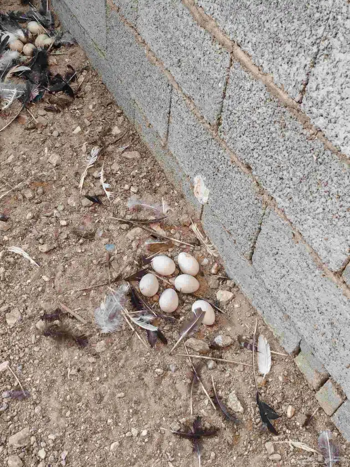 دجاج وديوك رومي 1